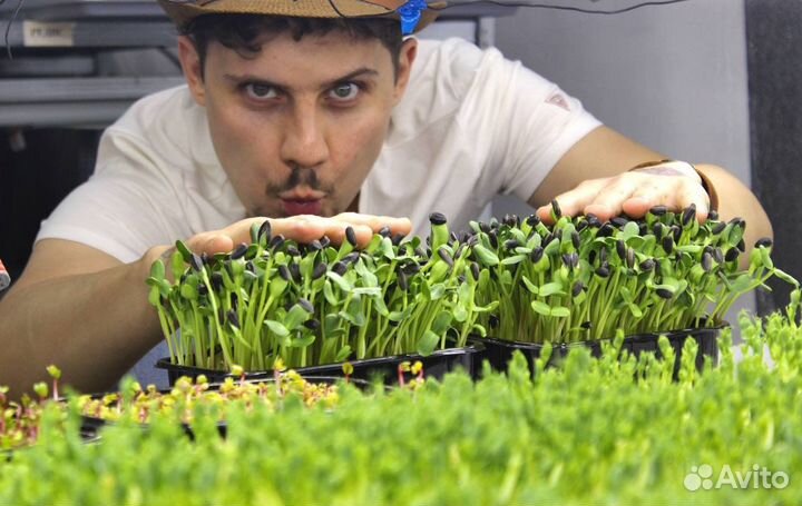 Семена для микрозелени /домашний бизнес