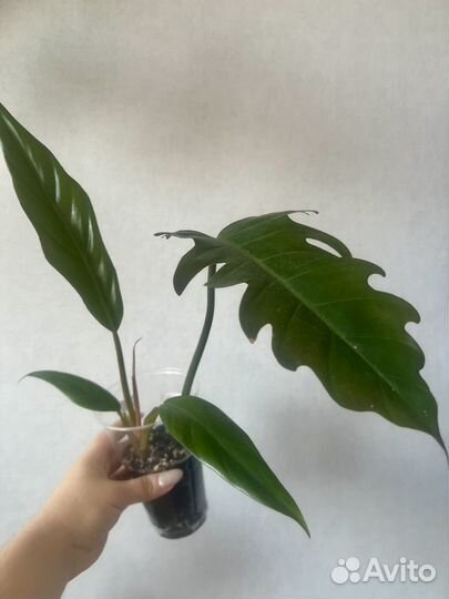 Филодендроны 2