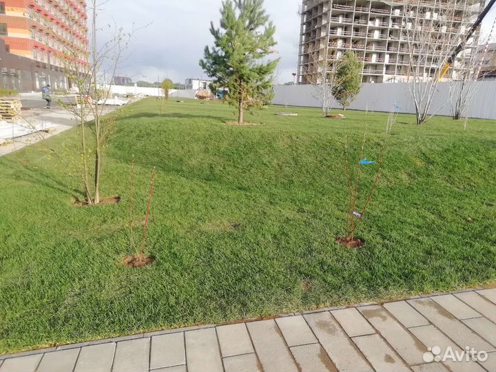 Укладка газон