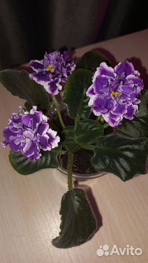 Фиалки сортовые