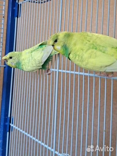 Попугаи хохлатые,хагоромо,волнистые