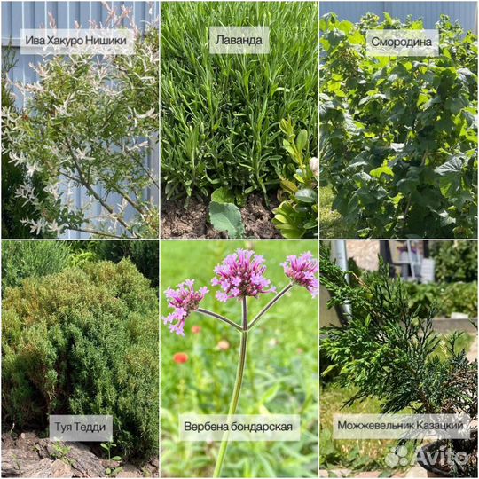 Пузыреплодник на дачу