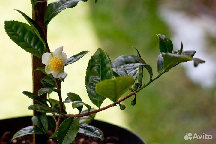 Саженцы чая камелии китайской