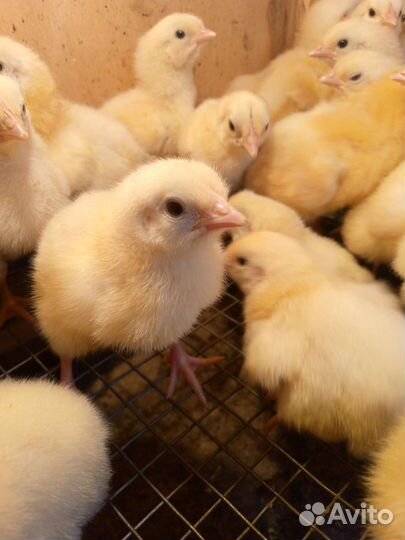 Цыплята бройлеры кобб 500