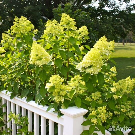 Гортензия метельчатая Мохито (1 саженец в горшке