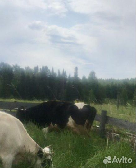 Корова дойная