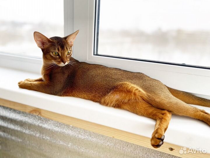 Абиссинская кошечка 2,5 года