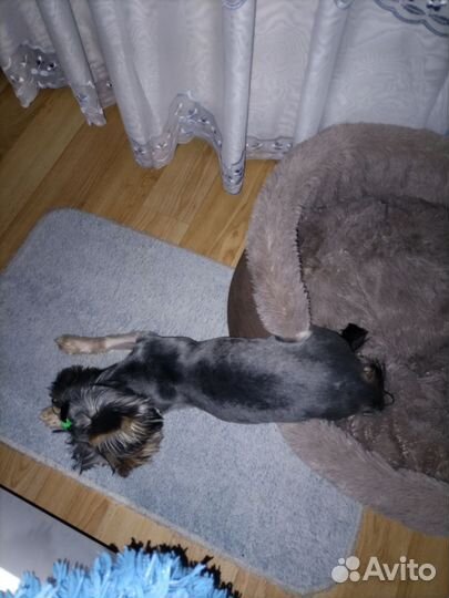 Йоркширский терьер