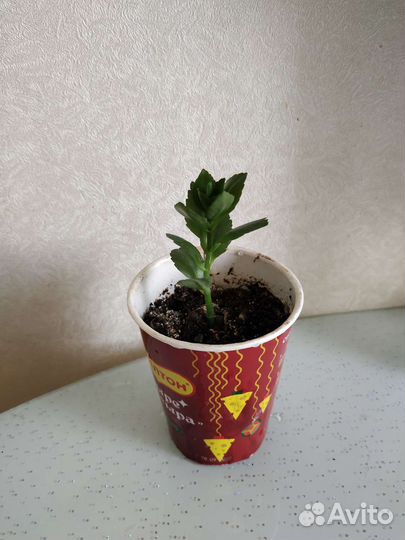 Каланхоэ цветущий