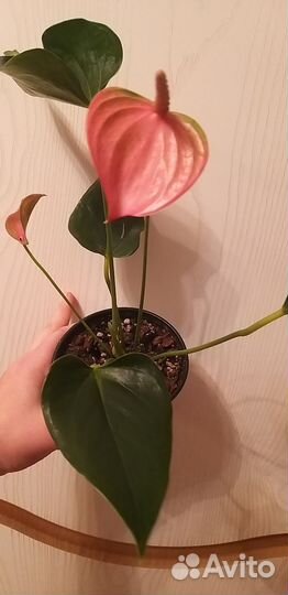 Антуриум Андрэ Фламинго Пинк