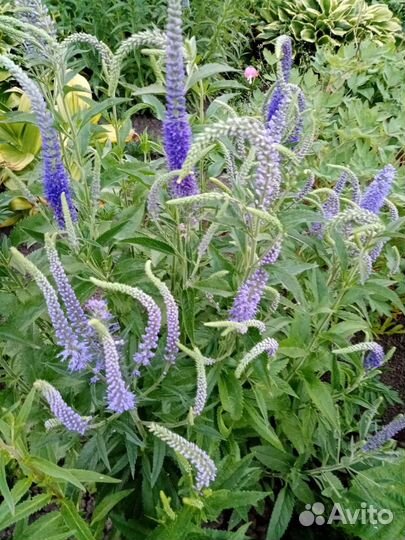 Растения саженцы Вероника