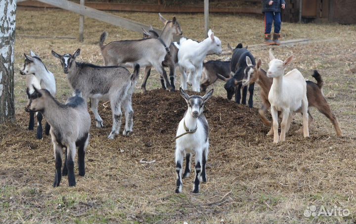 Козлята