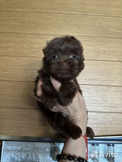 Шоколадный йорк девочка