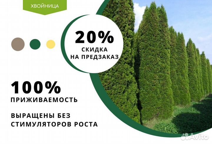 Туя Смарагд 1,8-2 м,Брабант,Колумна