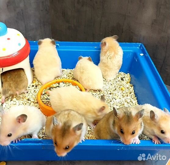 Сирийские и Ангорские хомячки