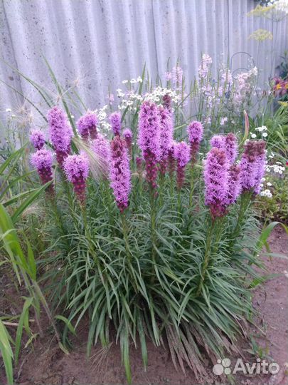 Многолетние цветы