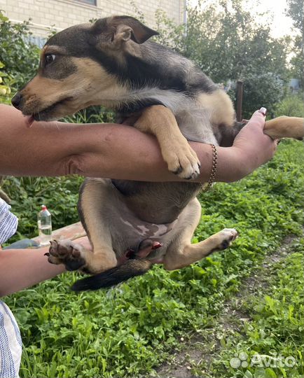 Щенок в добрые руки