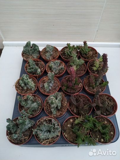 Суккуленты и кактусы