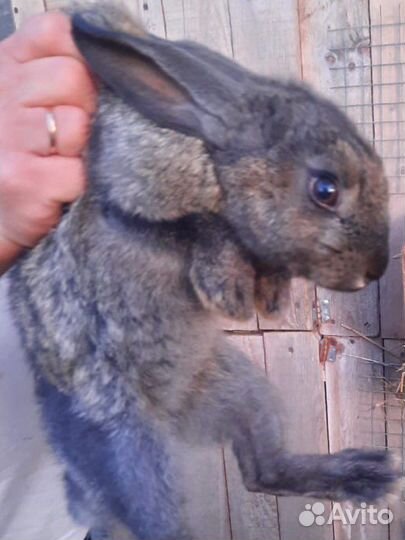 Продам кроликов