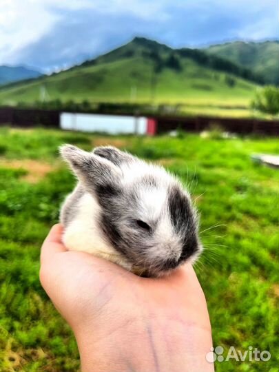 Декоративные кролики