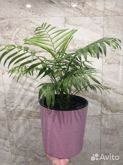 Растения комнатные