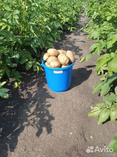 Свекла, Картофель, Чеснок, Морковь