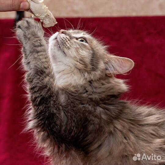 Я красивая, но вредная и оттого ненужная никому