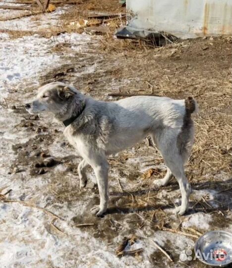 Отдам в добрые руки молодую собаку. Стерилизую