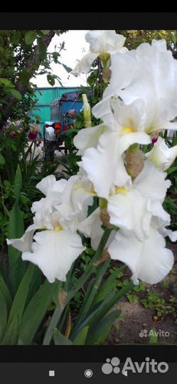 Ирисы сортовые набор 5 шт