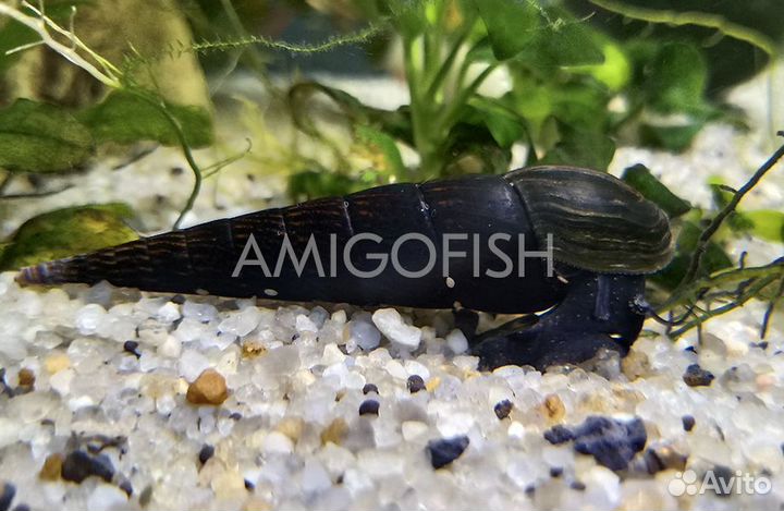 Улитка Шип Дьявола (Faunus ater)