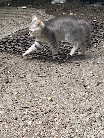 Кошка в дар бесплатно