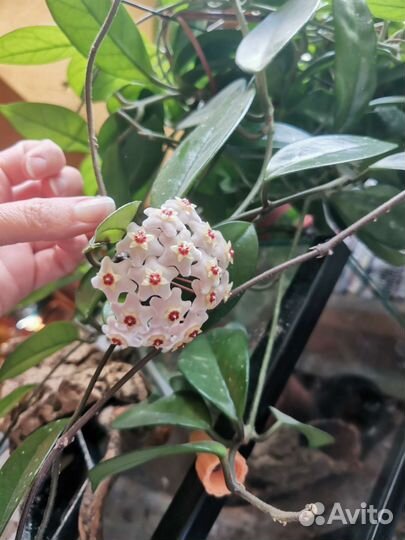 Комнатные растения