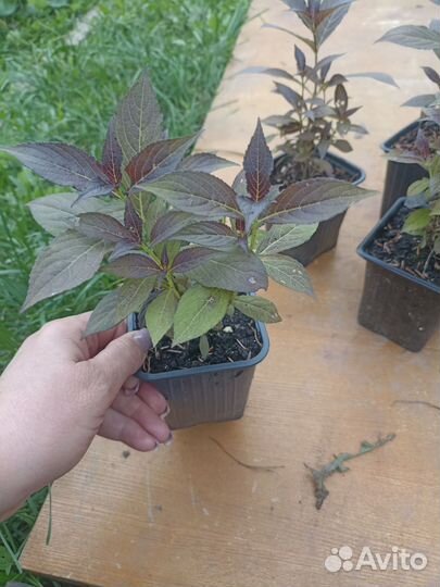 Вейгела сорт Танго