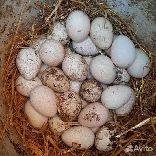 Инкубационное яйцо индюка
