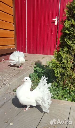 Голуби павлины