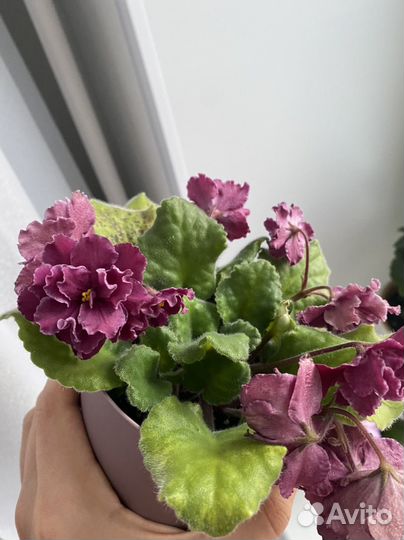 Фиалка на заказ розеточки-стартеры