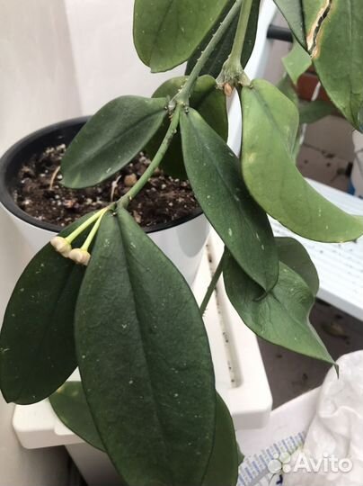 Хойя взрослая