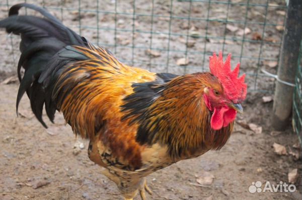 Амераукана билефельдер, синь синь дянь