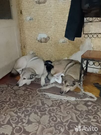 Щенки лайки