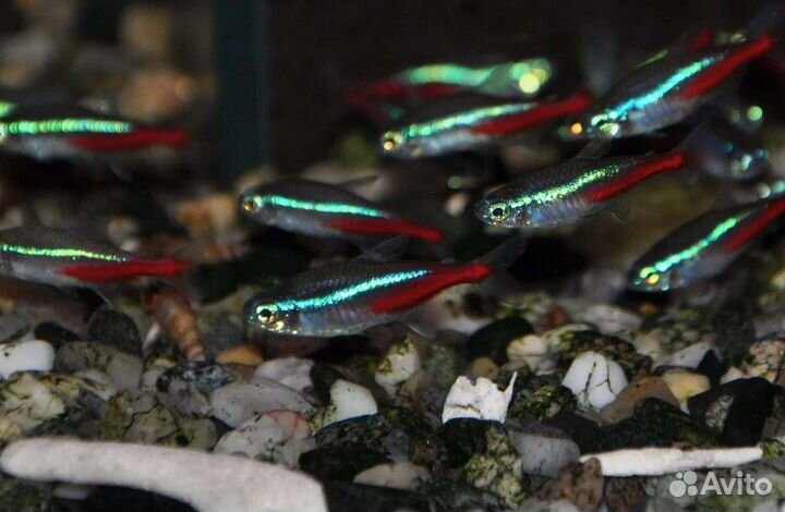 Аквариумные рыбки