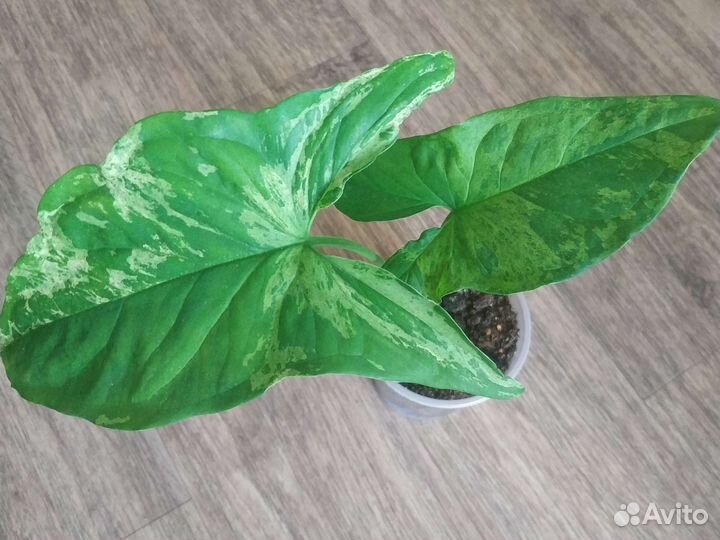 Сингониум Мохито