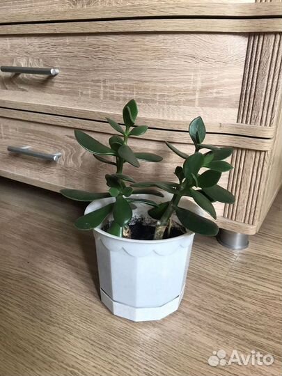 Денежное дерево толстянка