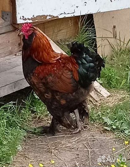 Петух Брама