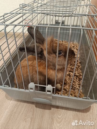Карликовый кролик с клеткой