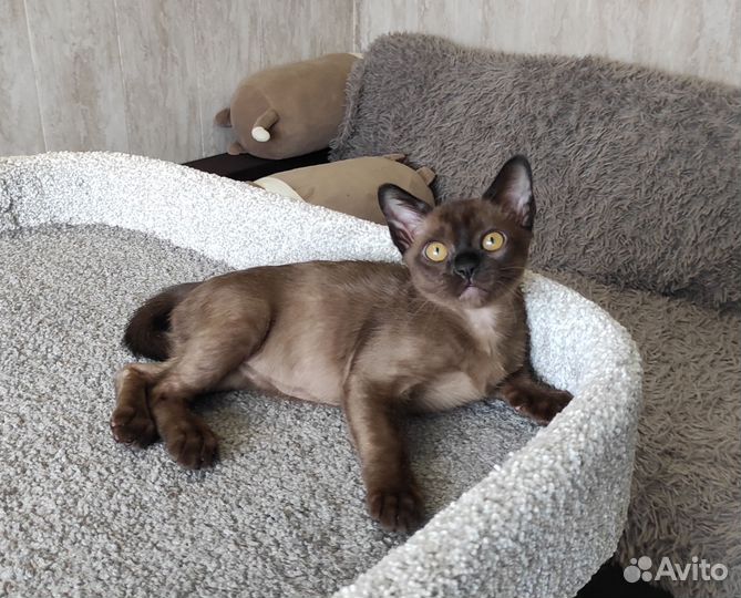 Милые бурмята