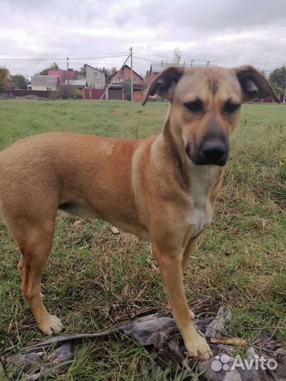 Молодая собака в добрые руки