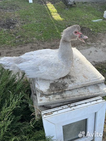 Индоутята мускусных породы уток