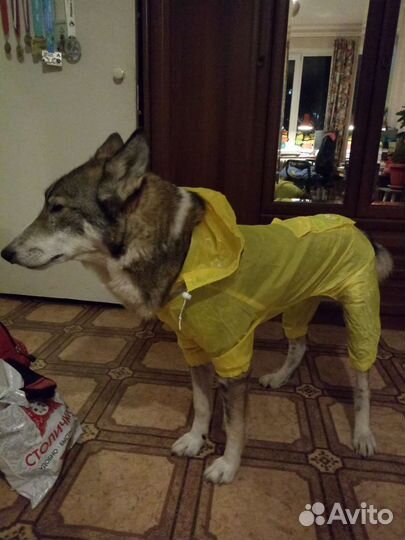 Дождевик для собаки