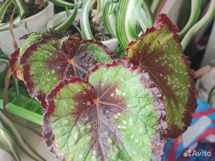 Хлорофитум