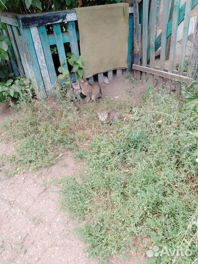 Котята в добрые руки даром